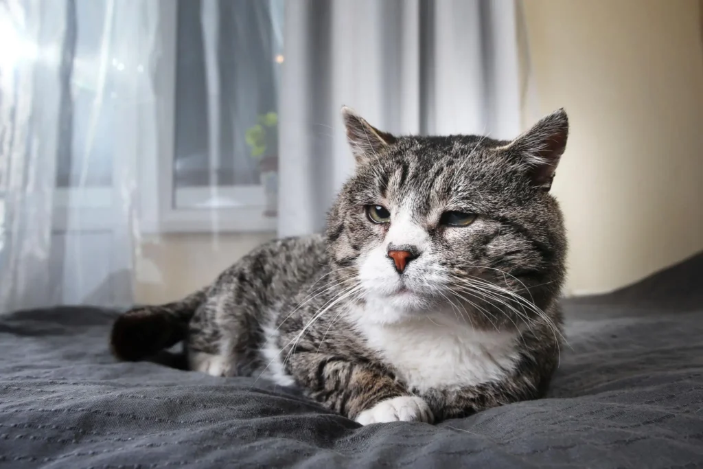 Gato senior