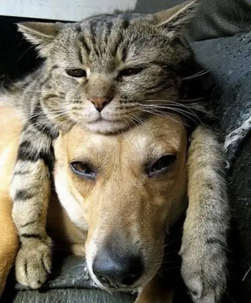 perro y gato juntos