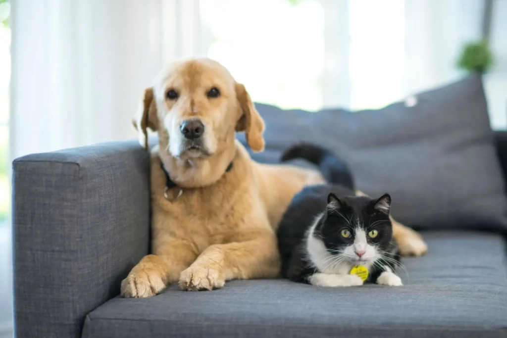 perro y gato