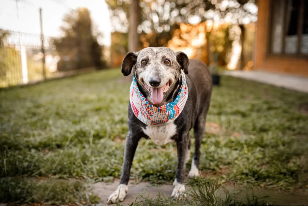 perro senior