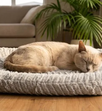 gato descansando