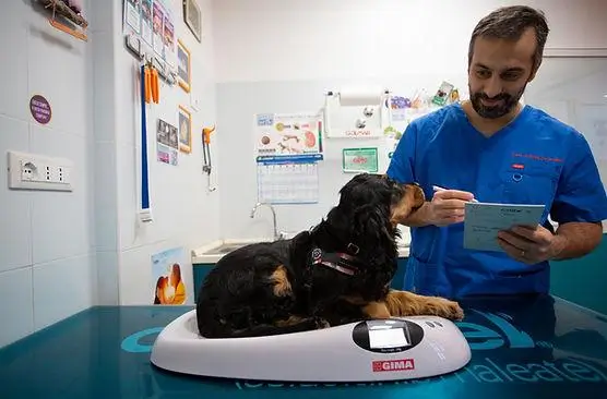Perro en la báscula del veterinario