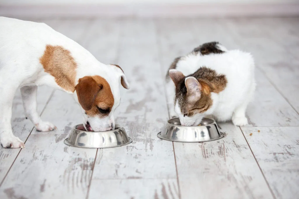 Perro y gato comiendo