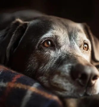 perro senior